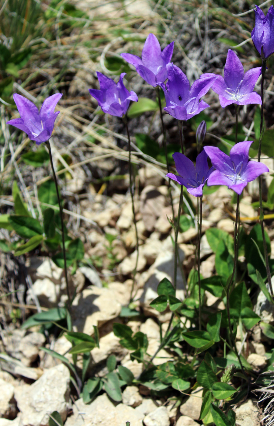 Изображение особи Campanula stevenii.