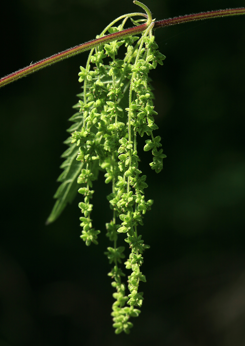 Изображение особи Urtica dioica.