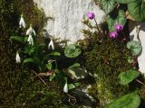 Galanthus woronowii