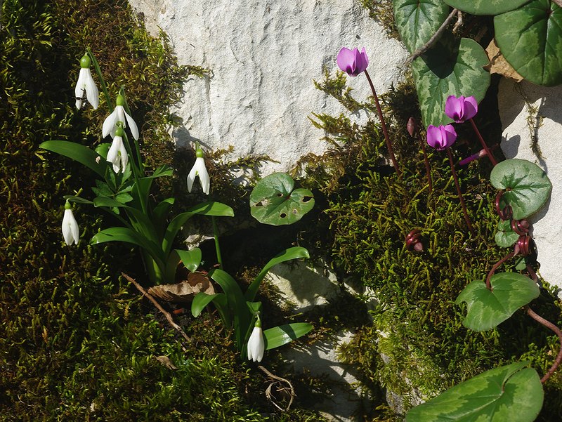 Изображение особи Galanthus woronowii.