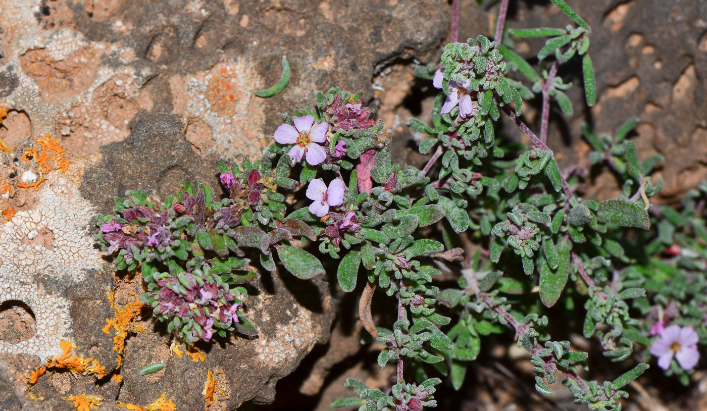 Image of genus Frankenia specimen.