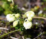 Phyllodoce aleutica. Соцветие. Камчатский край, Елизовский р-н, горный массив Вачкажец. 18.08.2016.