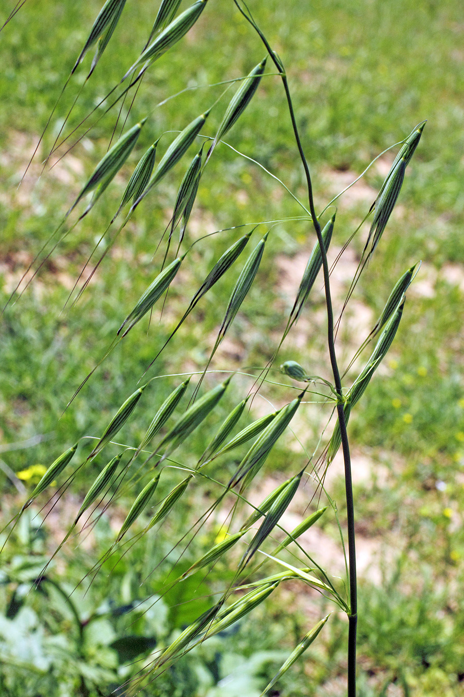 Image of Avena persica specimen.