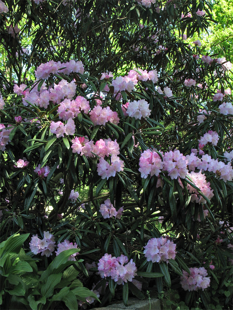 Image of Rhododendron makinoi specimen.