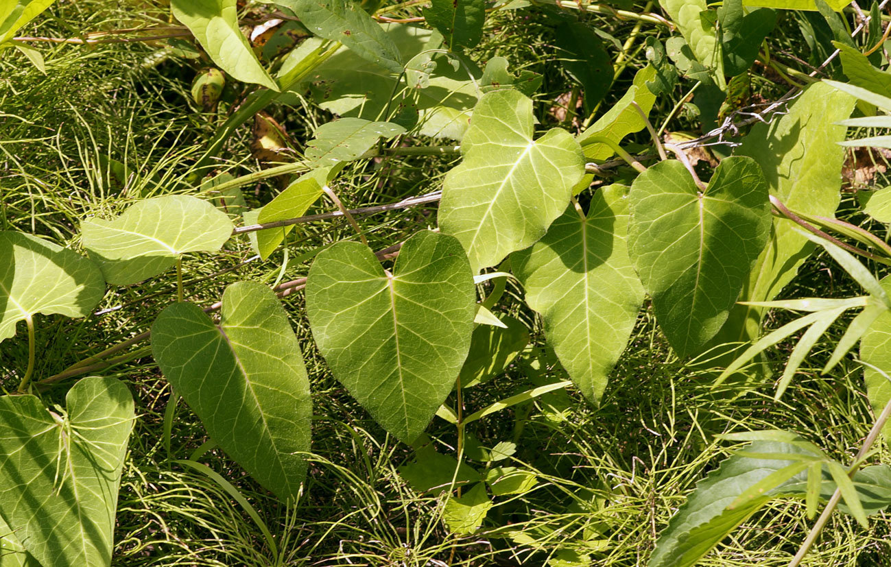 Image of Metaplexis japonica specimen.
