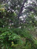Tilia amurensis. Часть кроны. Приморский край, о. Русский, широколиственный лес. 01.08.2016.