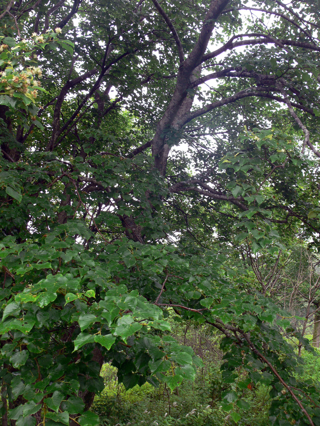 Image of Tilia amurensis specimen.