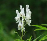 Aconitum septentrionale. Соцветие (белоцветковая форма). Иркутская обл., Шелеховский р-н, окр. пос. Глубокая, просека в лесу. 19.07.2016.