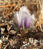 Pulsatilla magadanensis. Цветок. Магаданская обл., окр. Магадана, сопка. Середина мая.