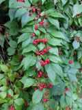 Lonicera chrysantha. Побеги с плодами. Санкт-Петербург, парк Ботанического института РАН, в культуре. 04.08.2016.