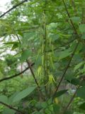 Decaisnea insignis