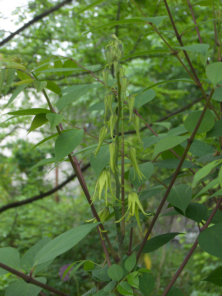 Image of Decaisnea insignis specimen.