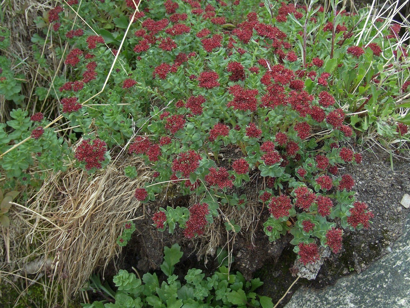 Изображение особи Rhodiola integrifolia.