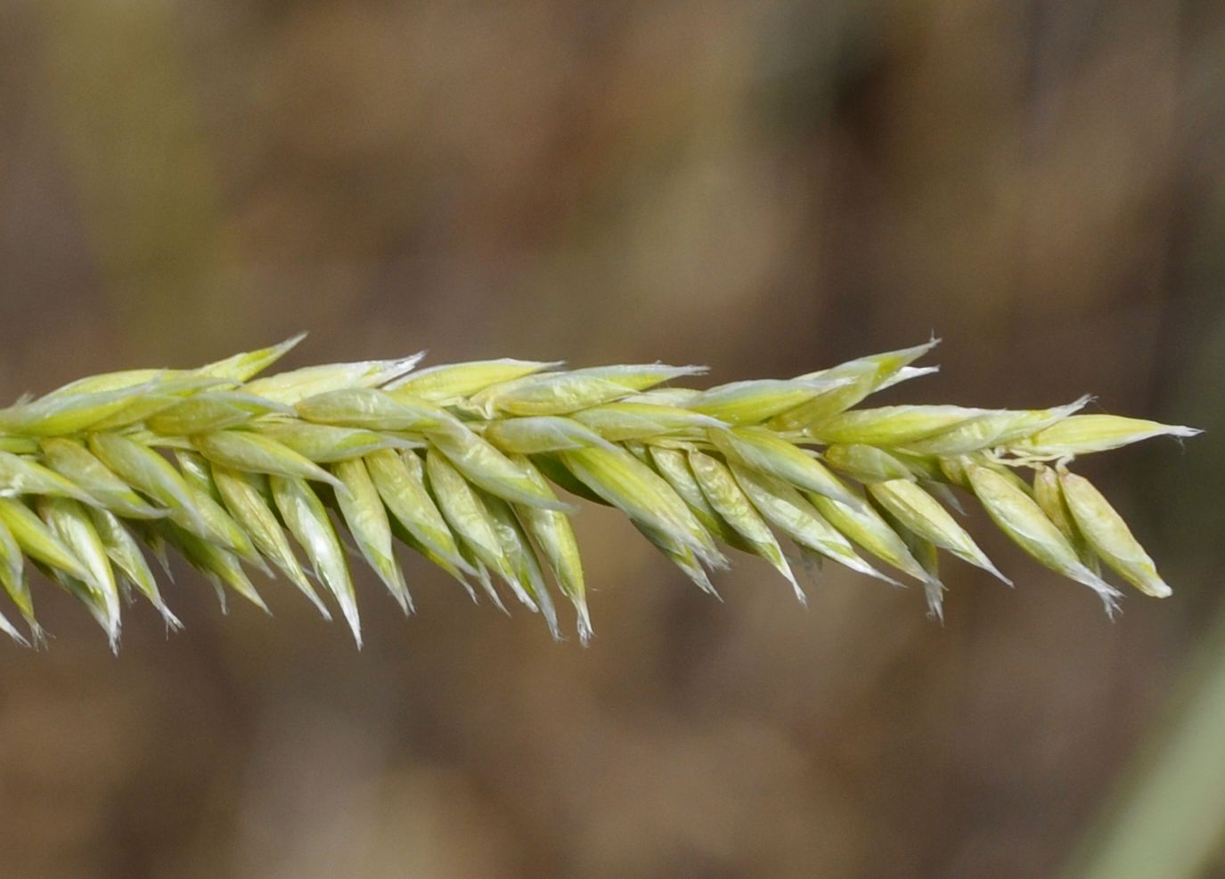 Image of Melica transsilvanica specimen.