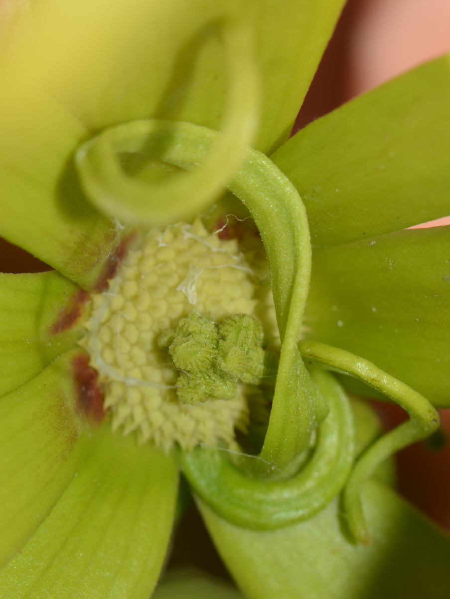 Image of Cananga odorata specimen.
