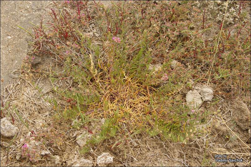 Image of Frankenia hirsuta specimen.