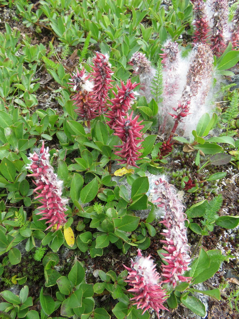 Image of Salix rectijulis specimen.