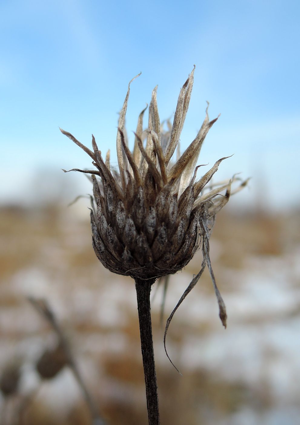 Изображение особи Cirsium setosum.