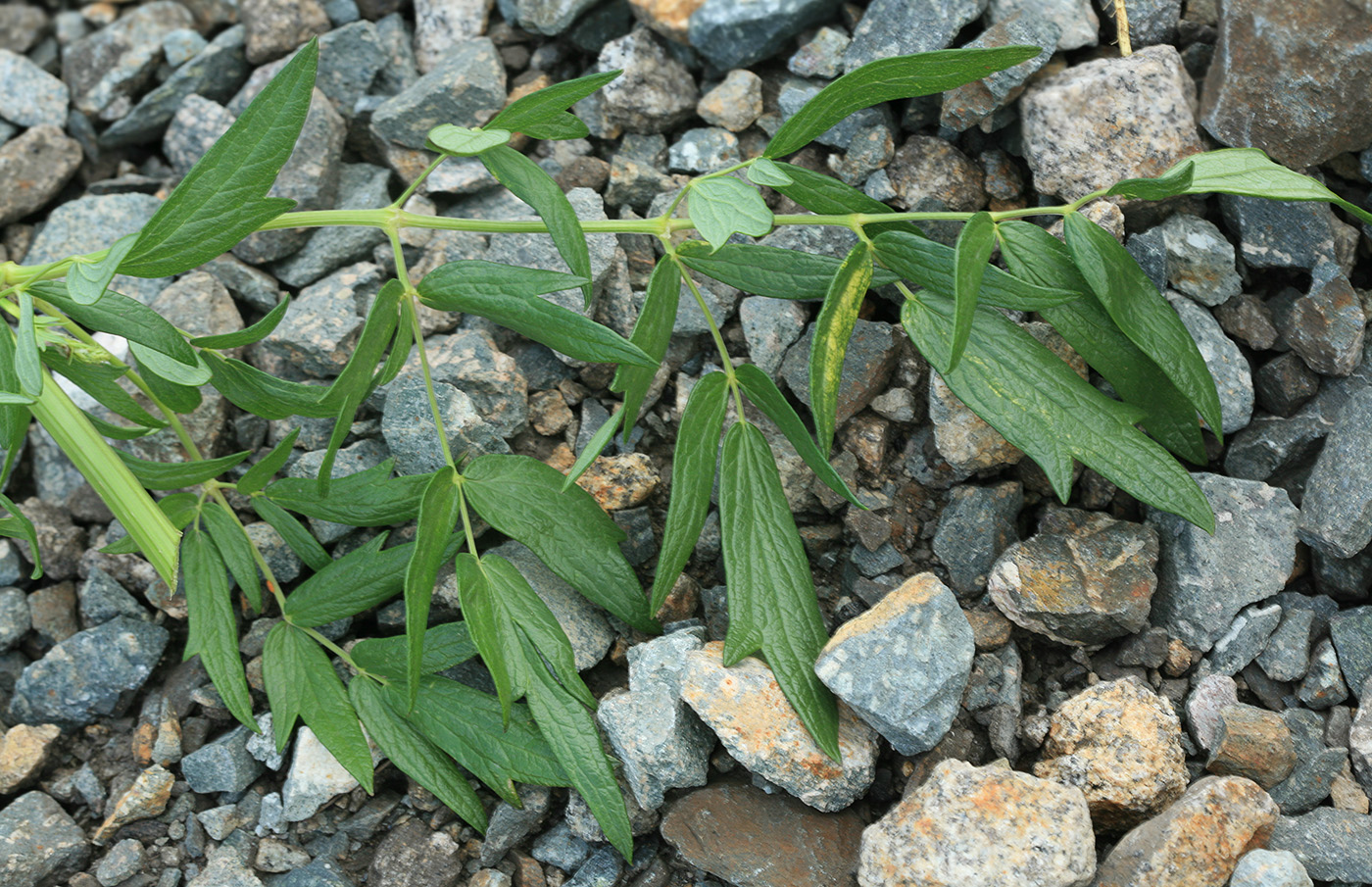 Image of Thalictrum ussuriense specimen.