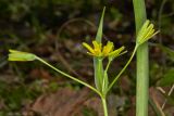 Gagea lutea