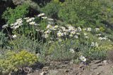 Anthemis tranzscheliana. Цветущие растения. ЮВ Крым, Карадаг, хр. Кок-Кая. 10 мая 2014 г.