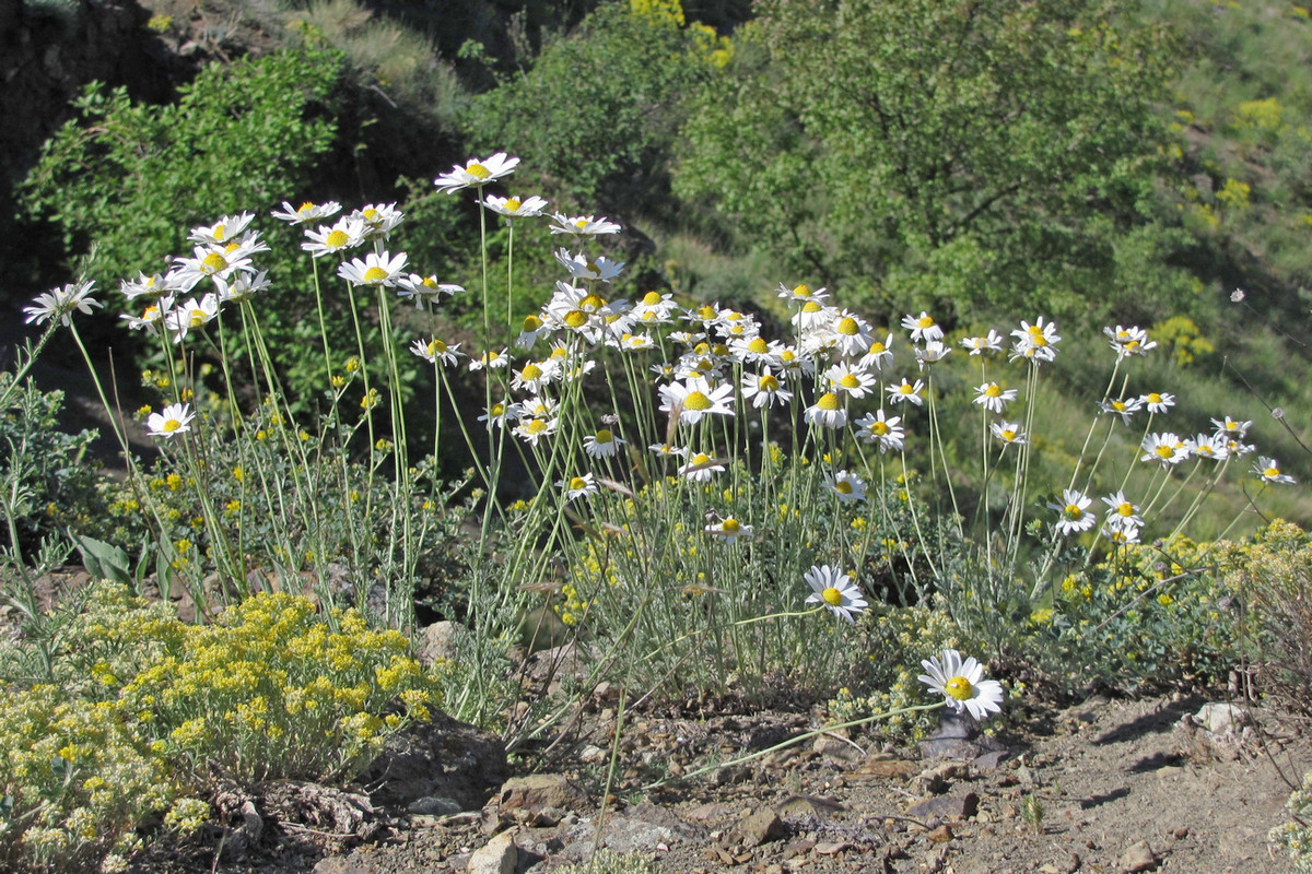 Изображение особи Anthemis tranzscheliana.