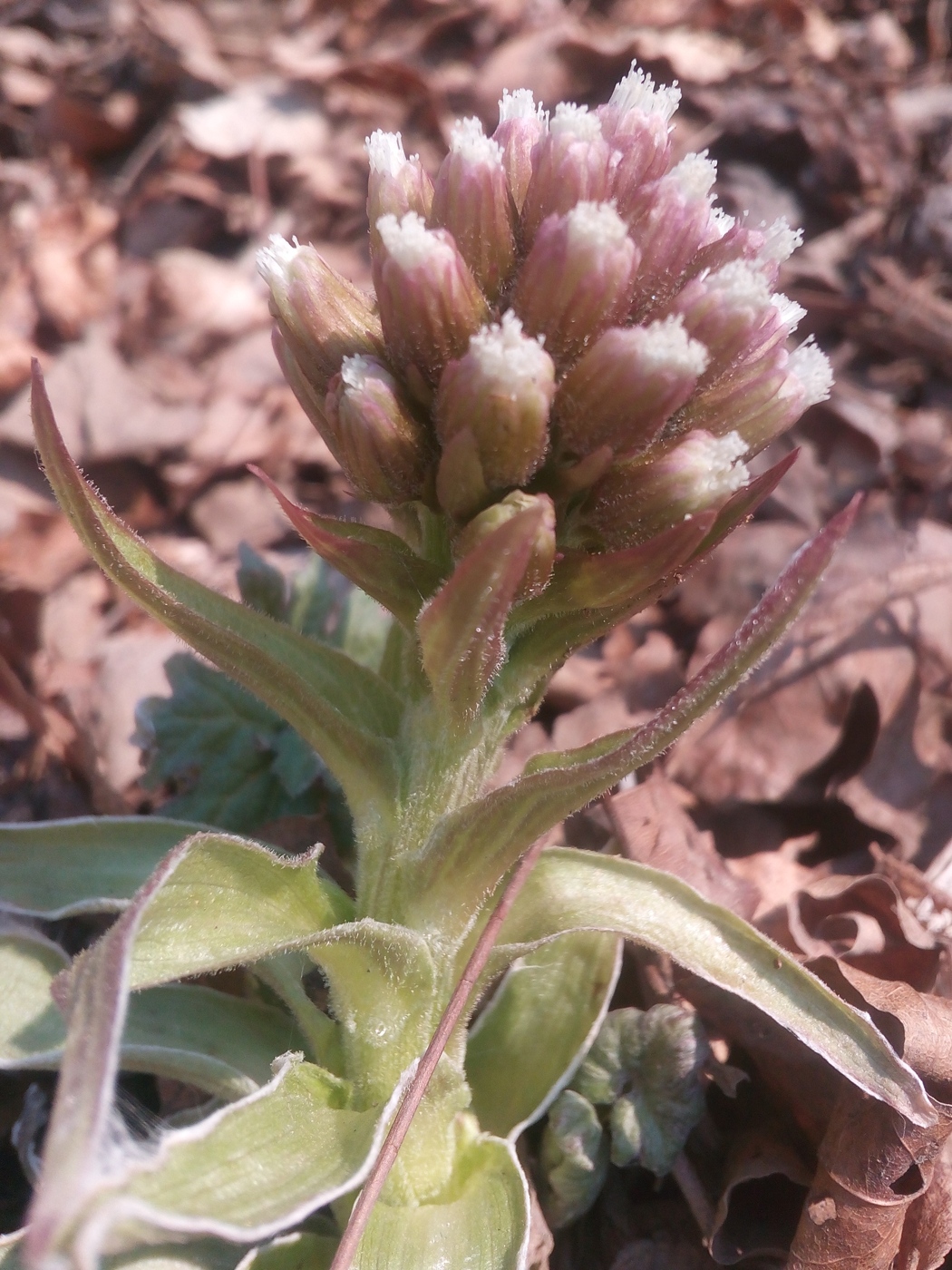 Image of Petasites tatewakianus specimen.