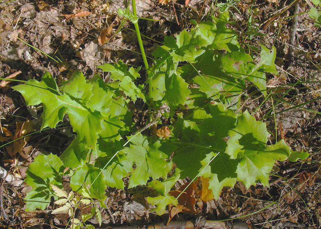 Image of Perezia prenanthoides specimen.