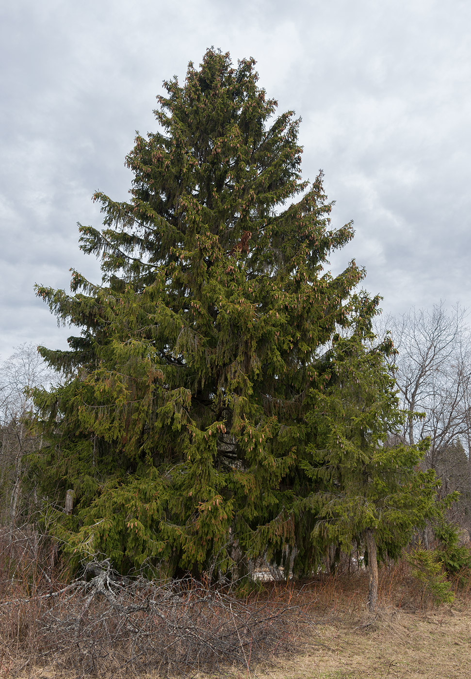 Image of Picea &times; fennica specimen.