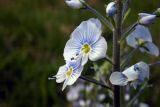 Veronica gentianoides