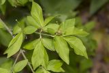 Euonymus verrucosus. Ветка цветущего растения. Саратов, Кумысная поляна, широколиственный лес. 20.05.2017.