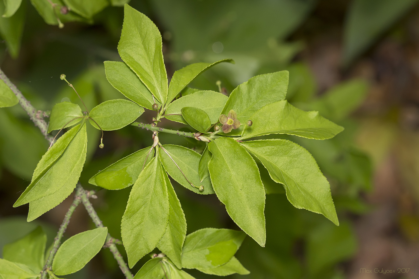 Изображение особи Euonymus verrucosus.