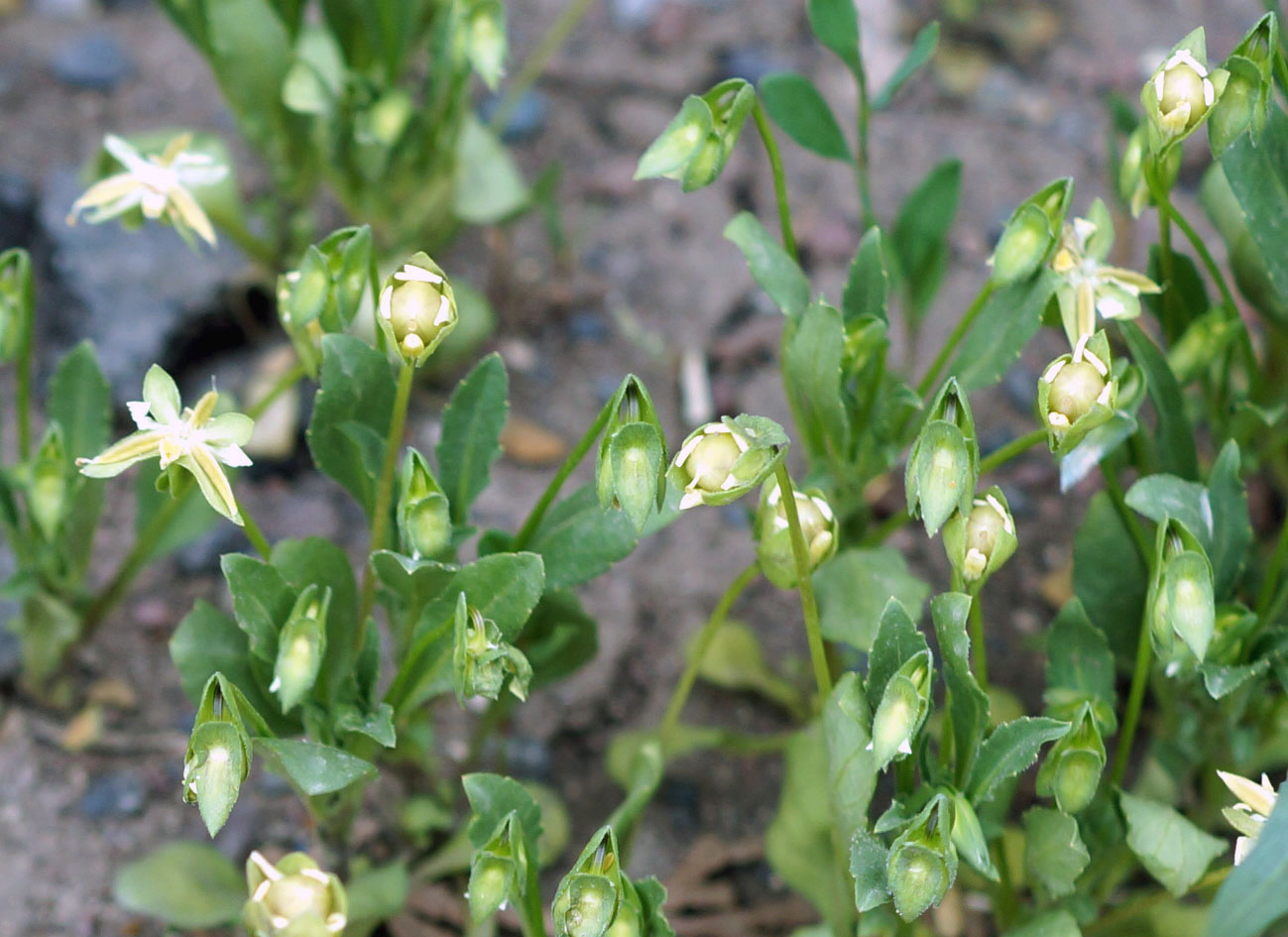 Изображение особи Viola occulta.