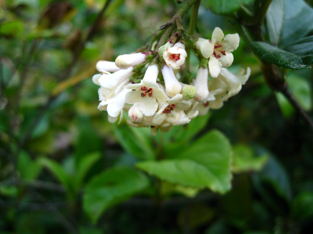 Изображение особи Viburnum suspensum.