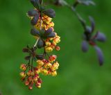 Berberis vulgaris f. atropurpurea