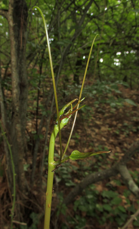 Image of Smilax excelsa specimen.