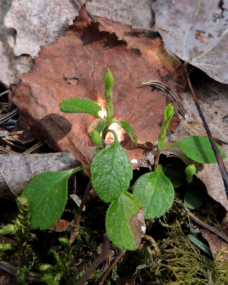 Image of Linnaea borealis specimen.