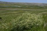 Crambe tataria