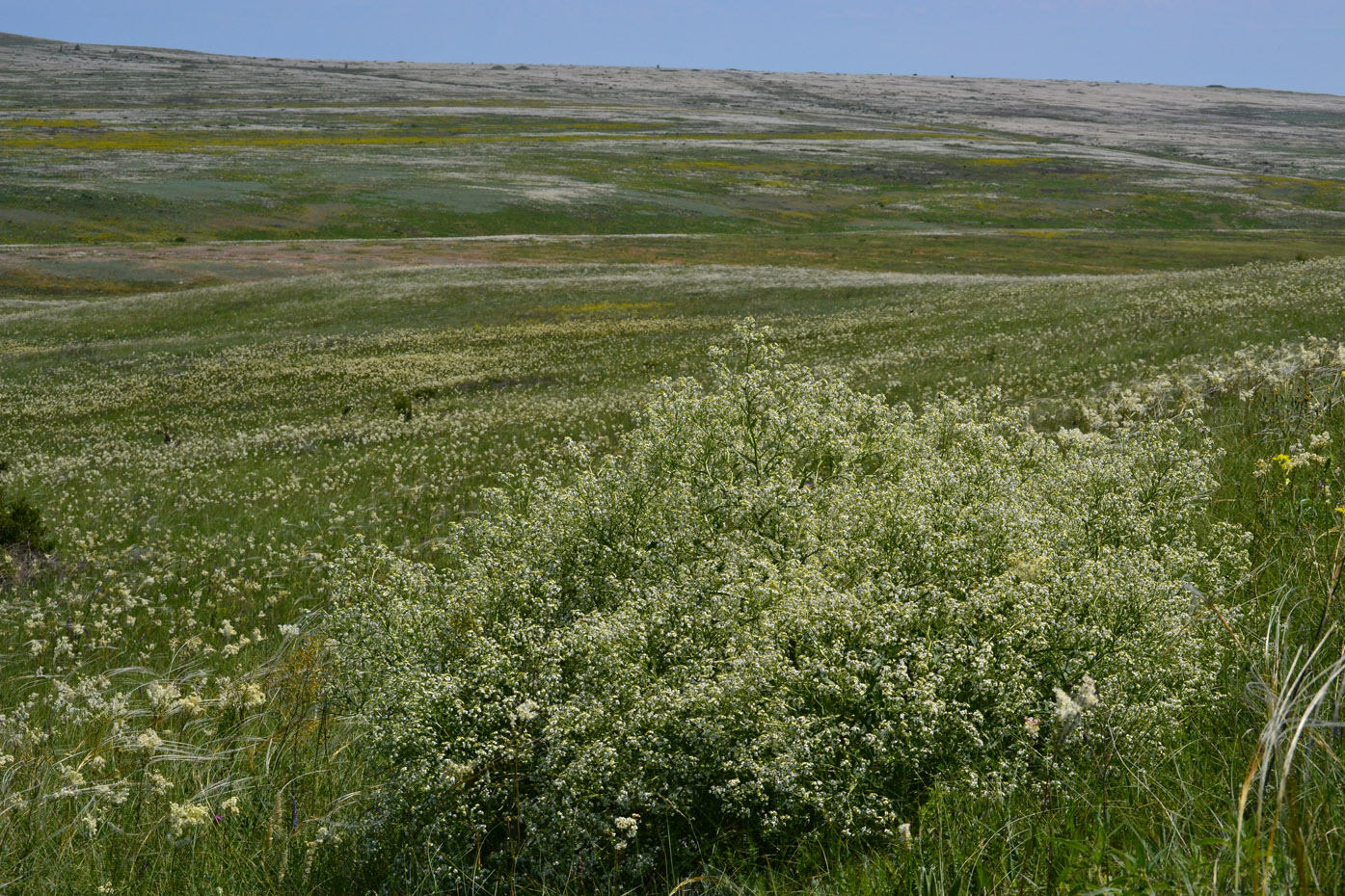 Image of Crambe tataria specimen.