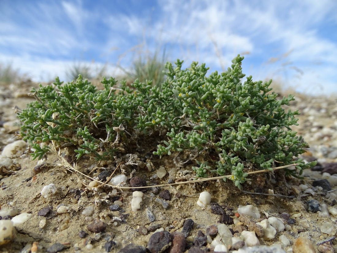 Изображение особи Arthrophytum pulvinatum.