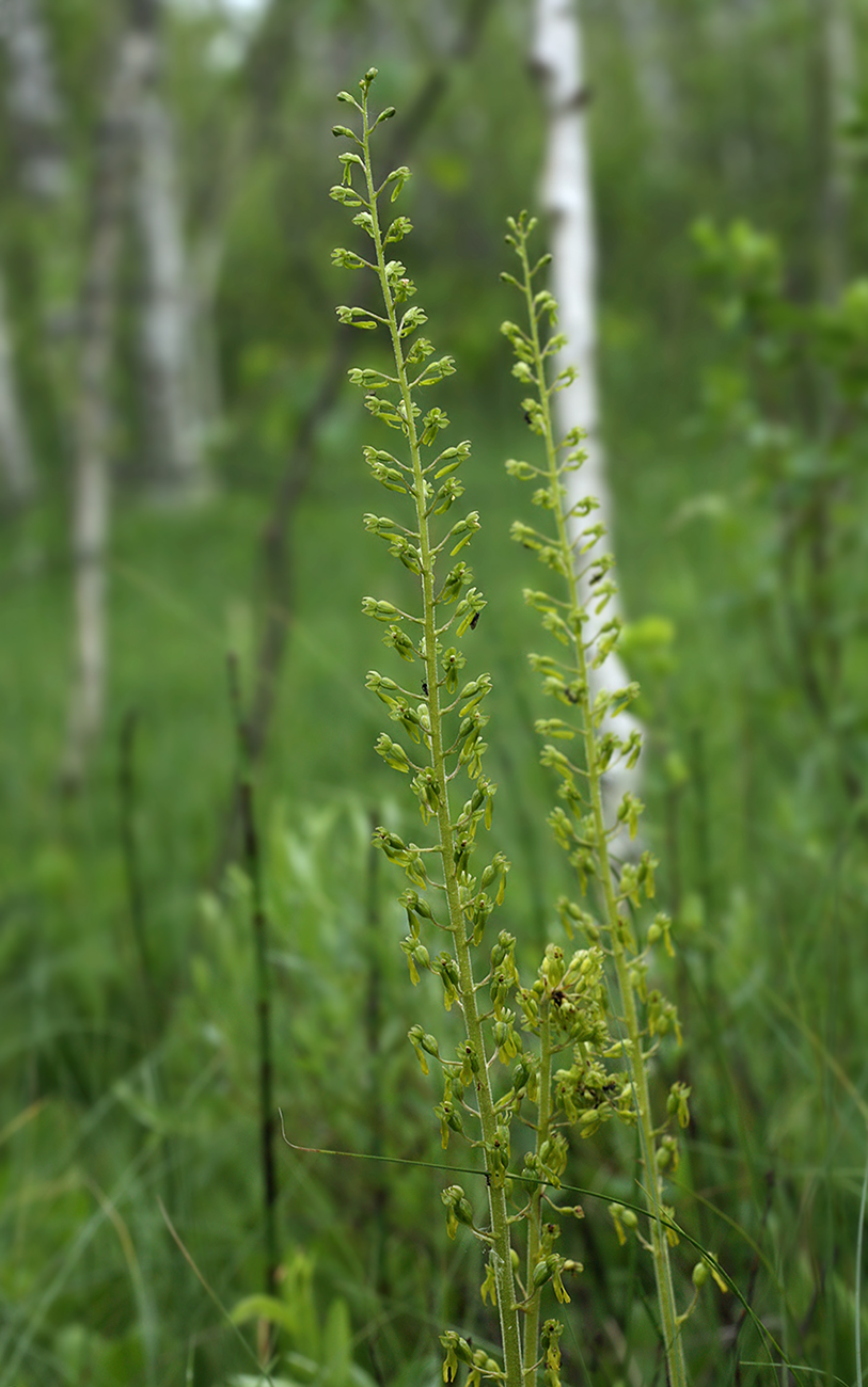 Изображение особи Listera ovata.