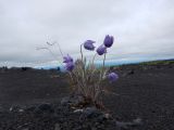 Pulsatilla multifida