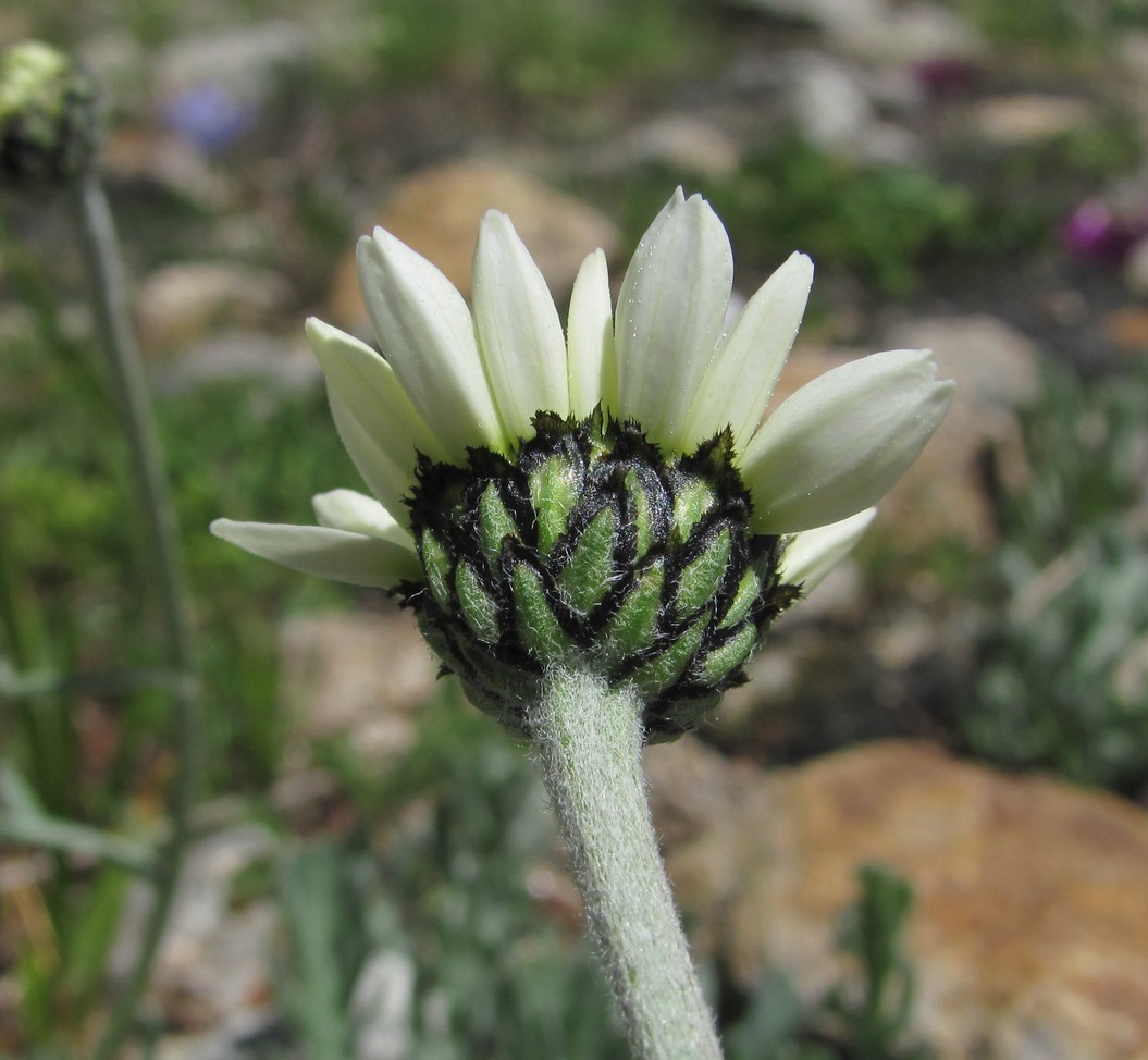 Изображение особи Anthemis saportana.