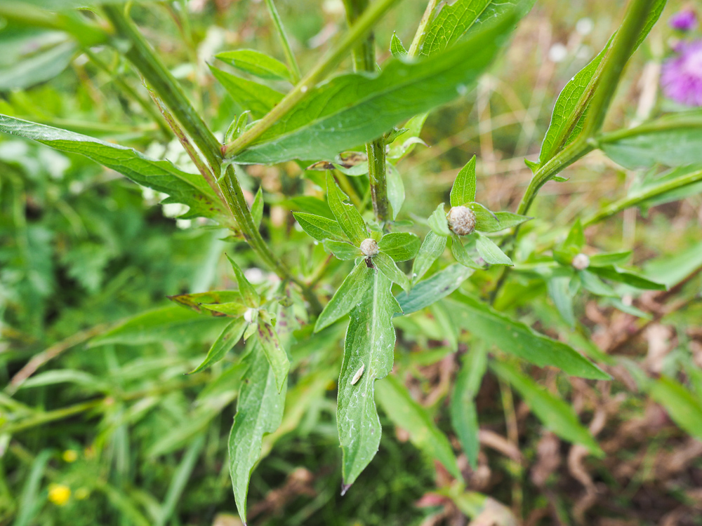 Image of Centaurea jacea specimen.