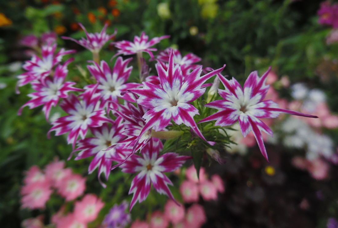 Изображение особи Phlox drummondii.