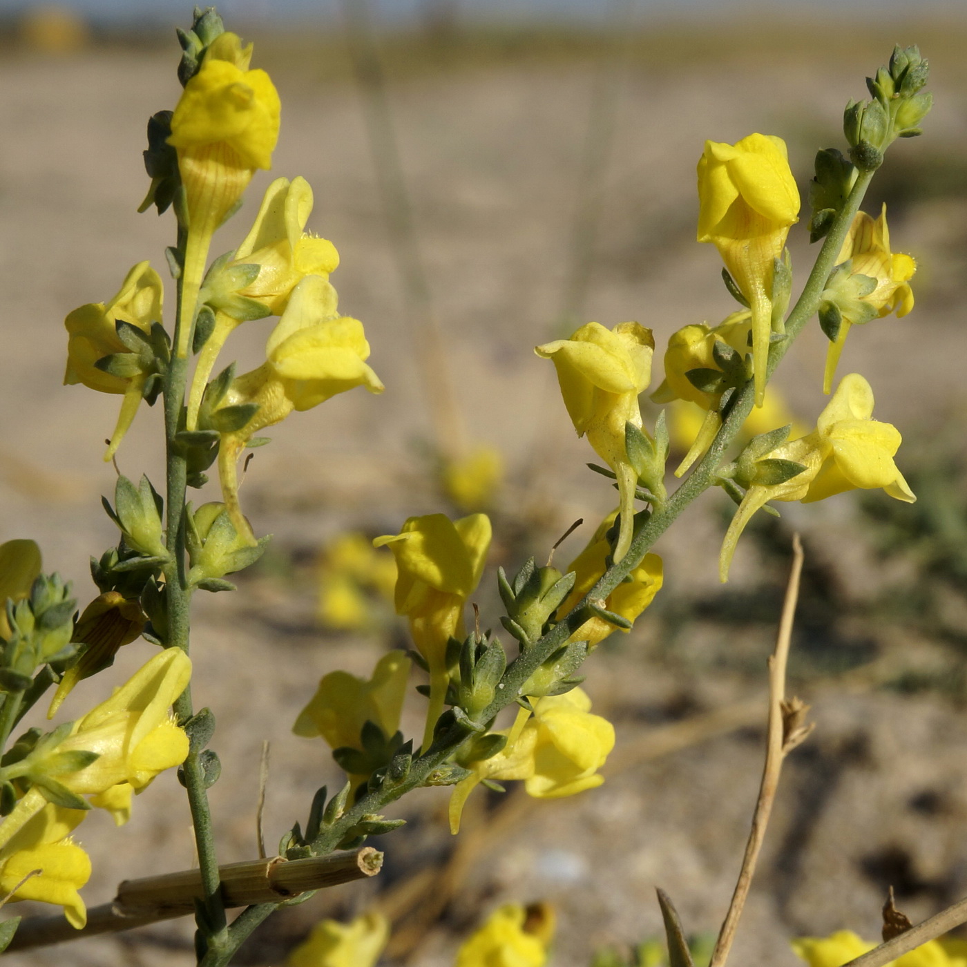 Изображение особи Linaria sabulosa.