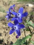 Anchusa stylosa