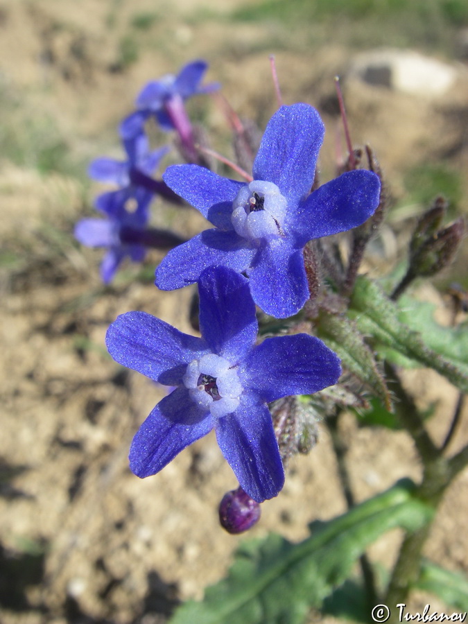 Изображение особи Anchusa stylosa.