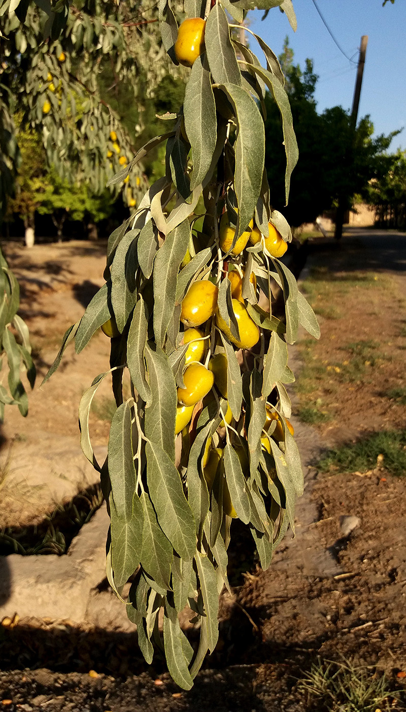 Изображение особи Elaeagnus orientalis.