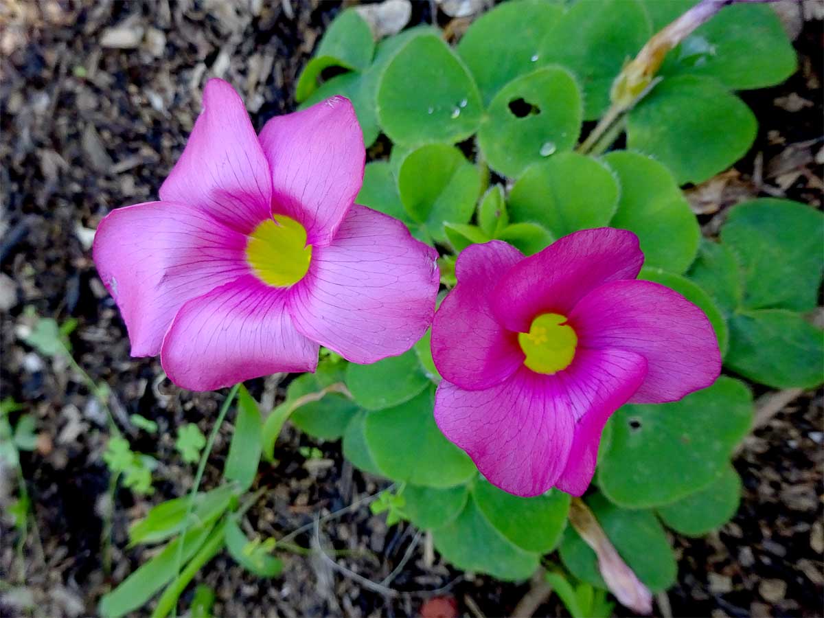 Image of Oxalis purpurea specimen.